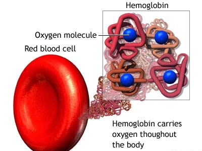 En esta imagen podemos ver la localización de la hemoglobina y su forma.