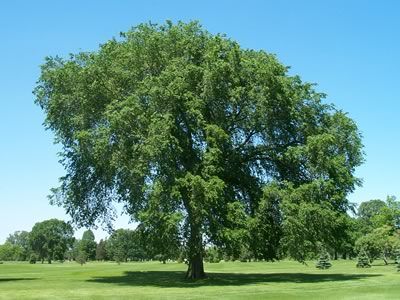 Arbol De Olmo