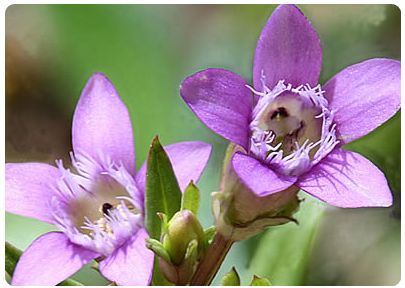 Gentian (Genciana)